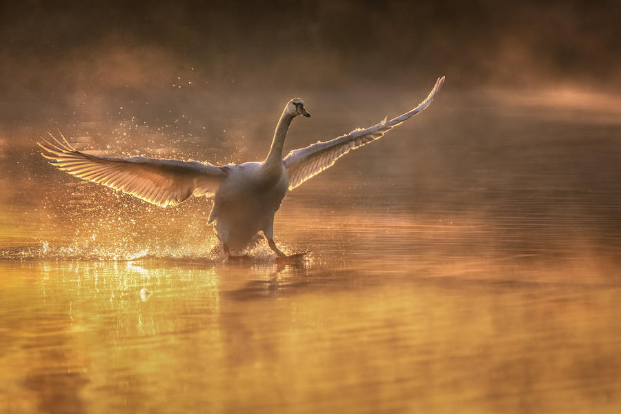 Swan Photograph - Landing In The Morning by Wei Liu