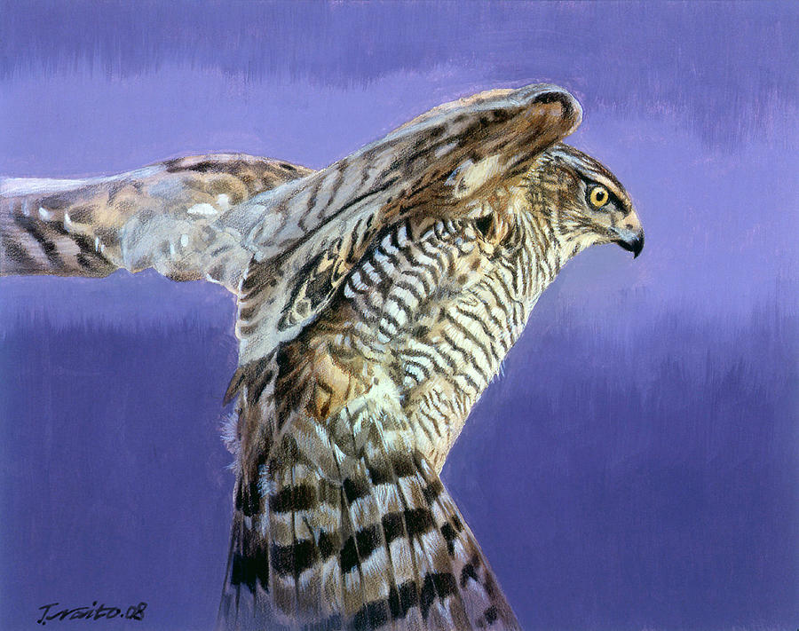 Hawk Painting - Landing by Joh Naito