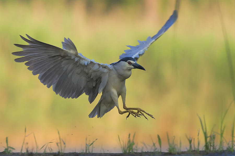 Heron Photograph - Landing by Jun Zuo
