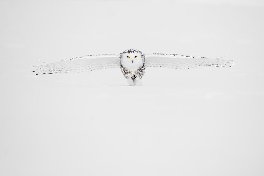Owl Photograph - Landing by Marco Pozzi