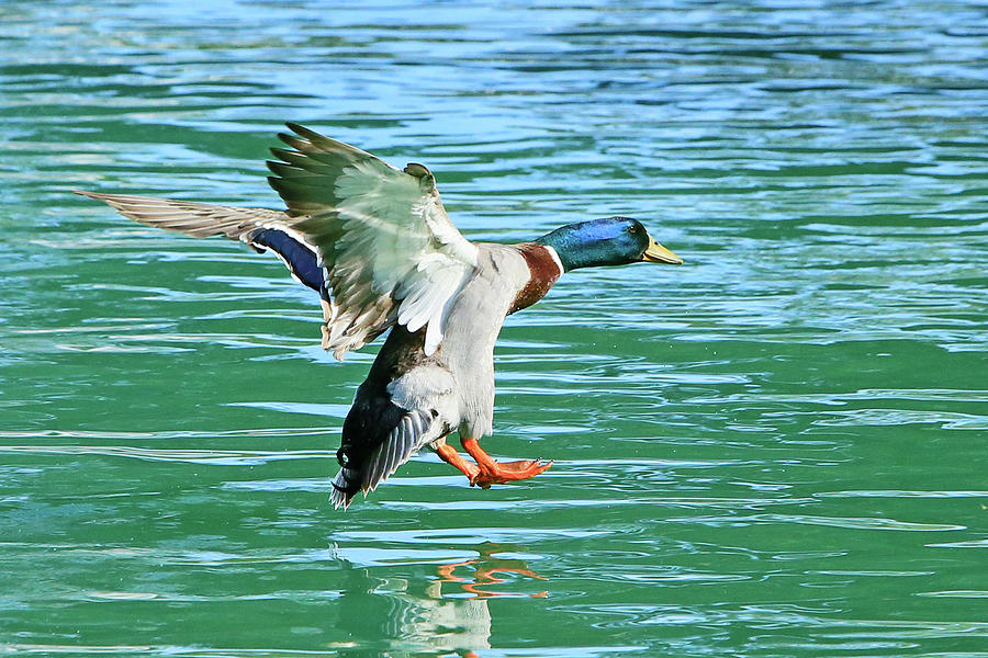 Landing on Water Photograph by Shoal Hollingsworth