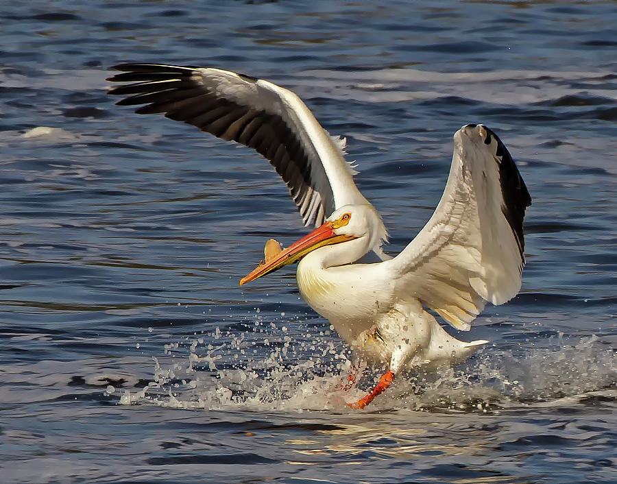Landing Pelican Photograph by Karl Mohr