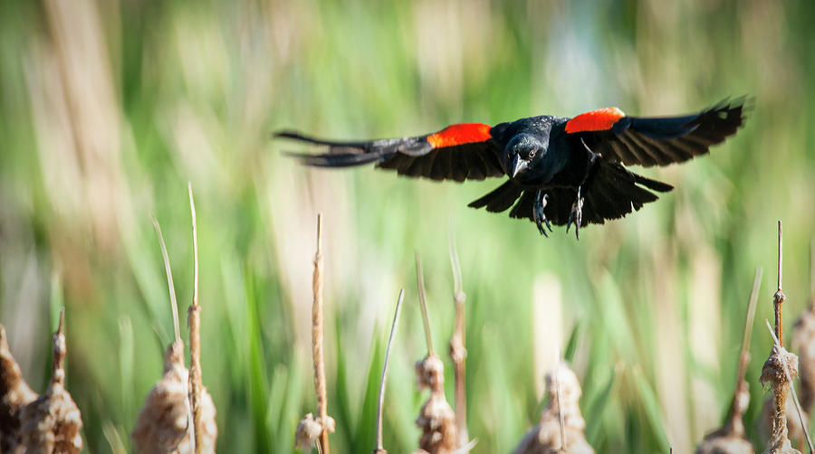 Red Winged Black Bird Photograph - Landing by Phil And Karen Rispin