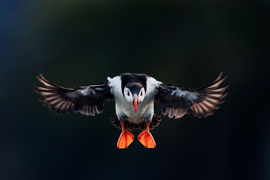 Landing Puffin Photograph by Magnus Renmyr - Pixels