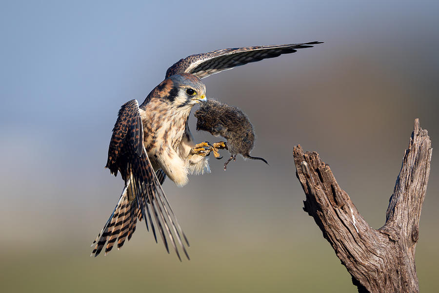Nature Photograph - Landing With Prey by Johnny Chen