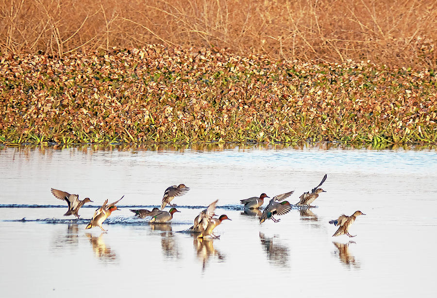 Duck Photograph - Landing Zone by Jerry Connally