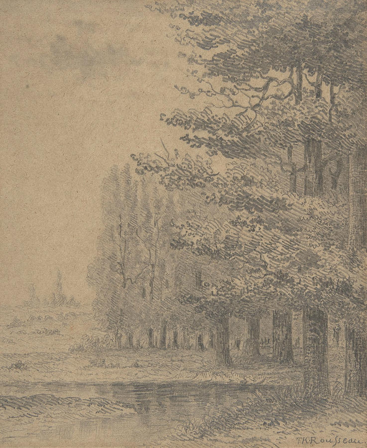 Landscape - A Grove of Trees Standing Near a River Drawing by Theodore Rousseau