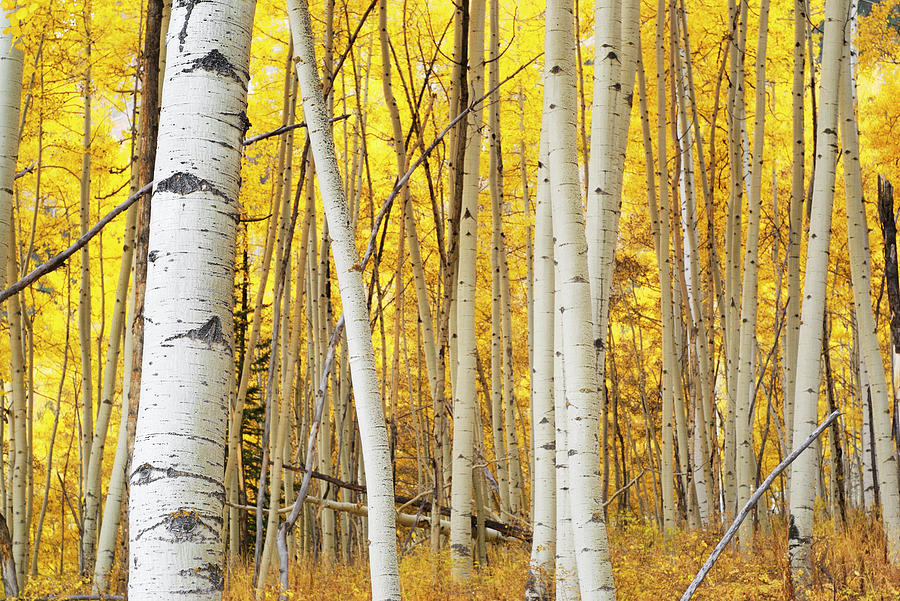 Landscape Autumn Aspen Forest Yellow Photograph by Amygdala imagery