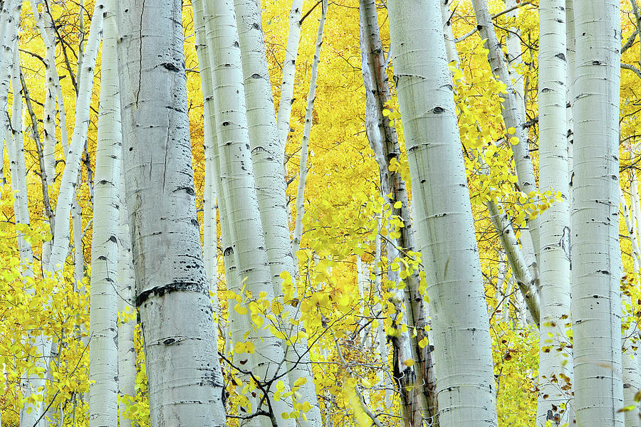 Landscape Autumn Aspen Tree Yellow Photograph by Amygdala imagery