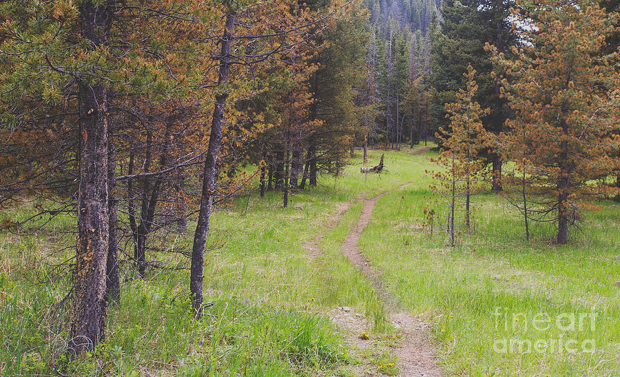 No Photograph - Landscape Image Of Hiking Trail In The by Brian A Smith No Photograph - Landscape Image Of Hiking Trail In The by Brian A Smith