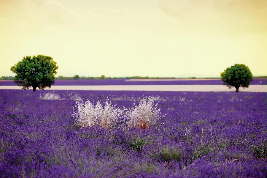 Landscape In Provence...france Photograph by Choja