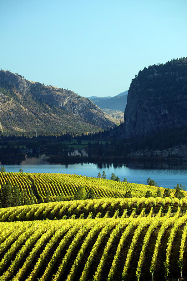 Landscape Of A Vineyard In Okanagan Photograph by Laughingmango