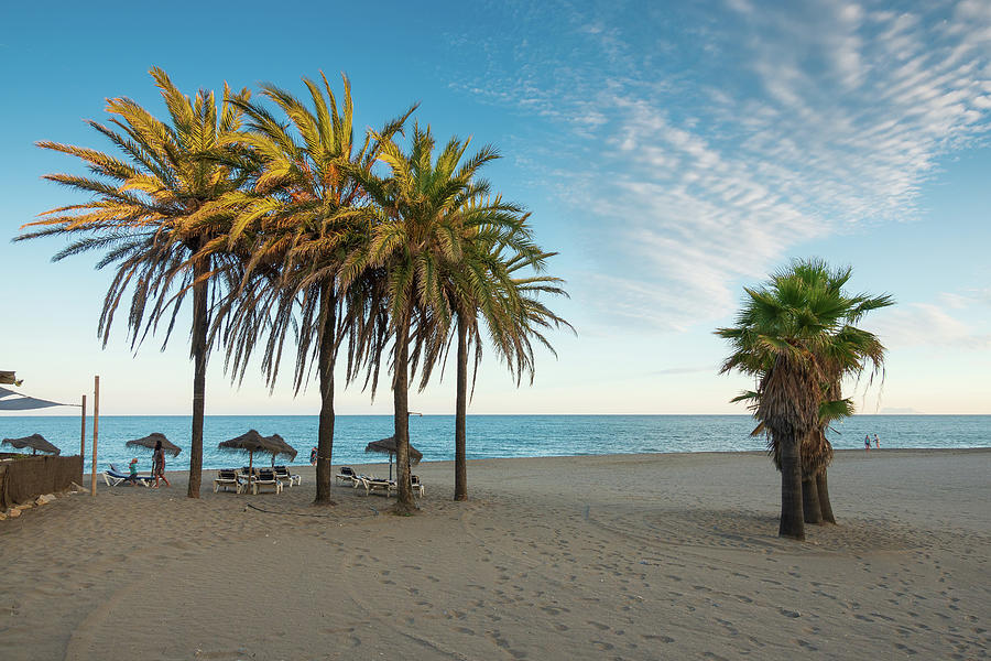 Landscape Photograph Of Pine Trees On The Beach Photograph by Cavan ...