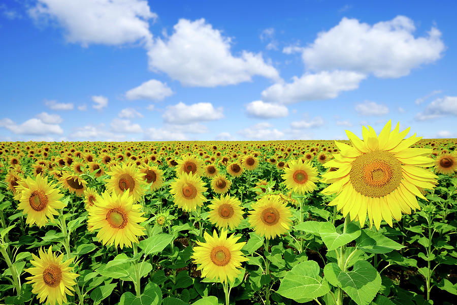 Landscape - Sunflowers Photograph by Trout55
