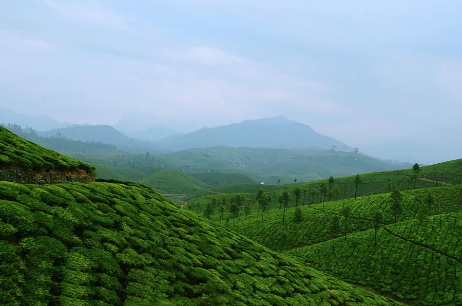 Landscape Through Tea Estates Photograph by Photograph By Anindya Sankar Dey