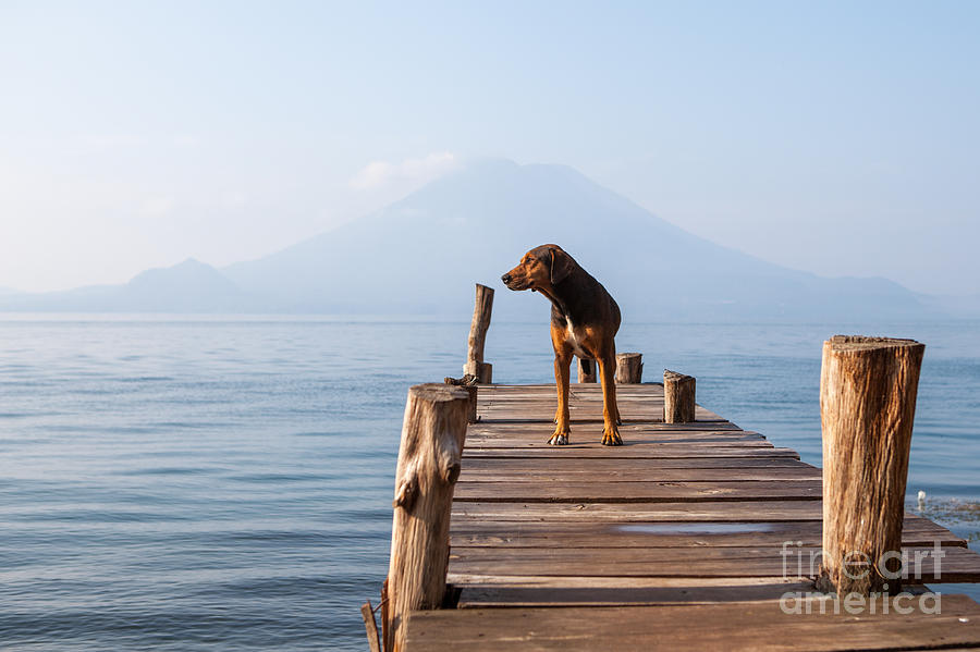 Sky Photograph - Landscape With A Dog On A Pier By The by Tati Nova Photo Mexico Sky Photograph - Landscape With A Dog On A Pier By The by Tati Nova Photo Mexico