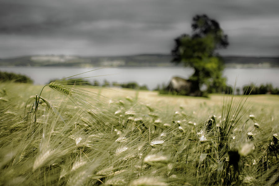 Landscape With A Lake And A Field Of Photograph by Erland Grøtberg