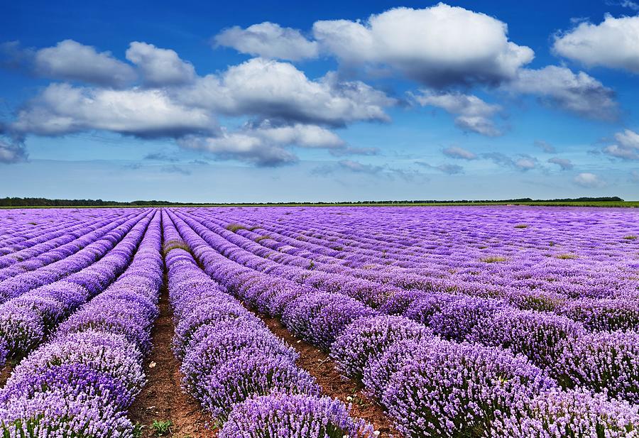 Flower Photograph - Landscape With Blooming Lavender Field by DPK-Photo