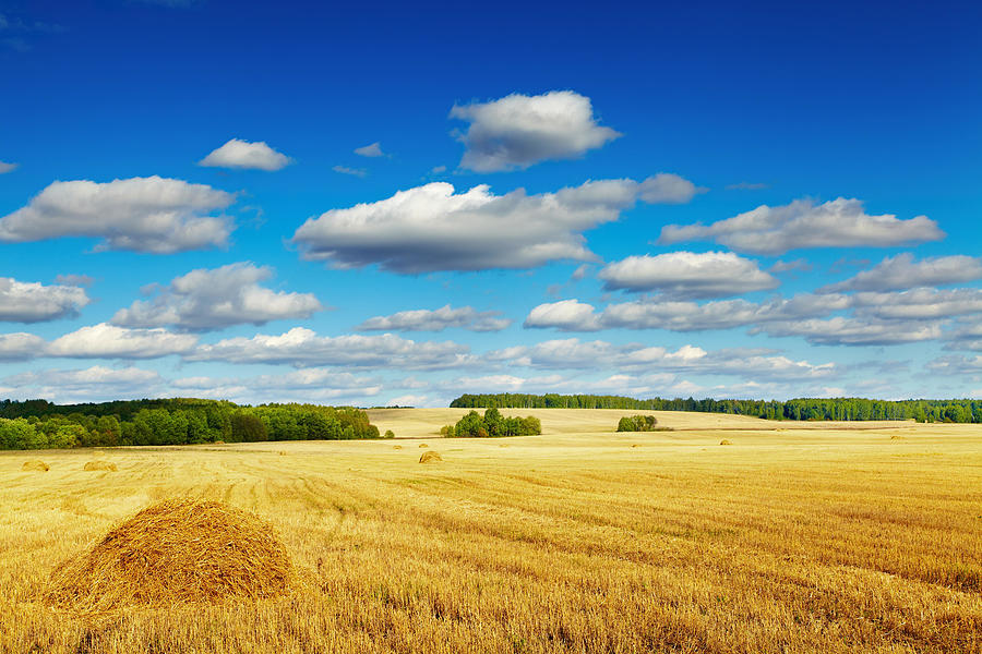Landscape Photograph - Landscape With Mowed Field And Blue Sky by DPK-Photo