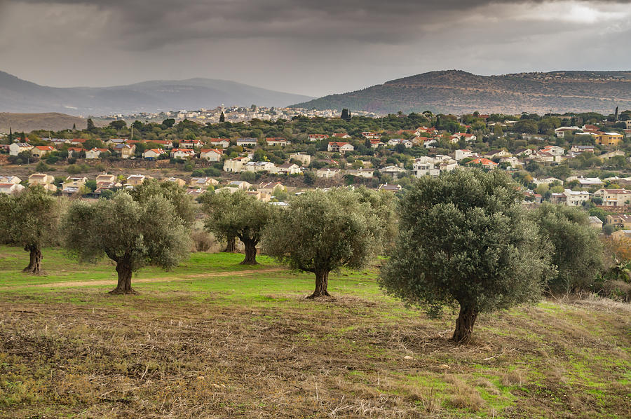 Tree Photograph - Landscape With Olive Trees by Joshua Raif