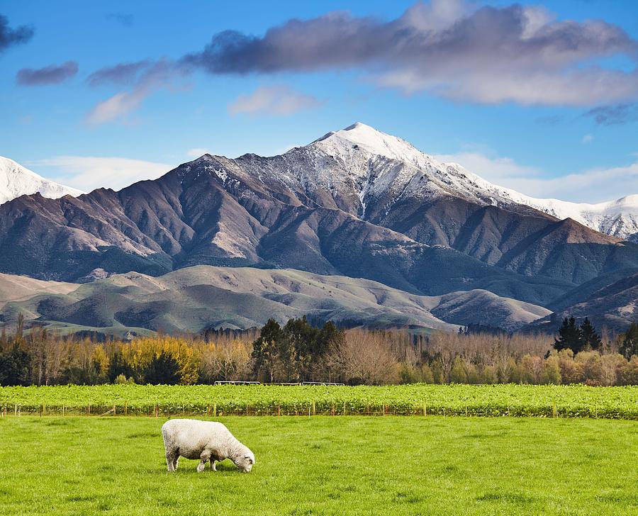 Sheep Photograph - Landscape With Snowy Mountain And Green by DPK-Photo