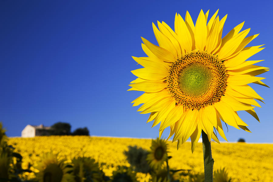 Summer Digital Art - Landscape With Sunflowers by Massimo Ripani