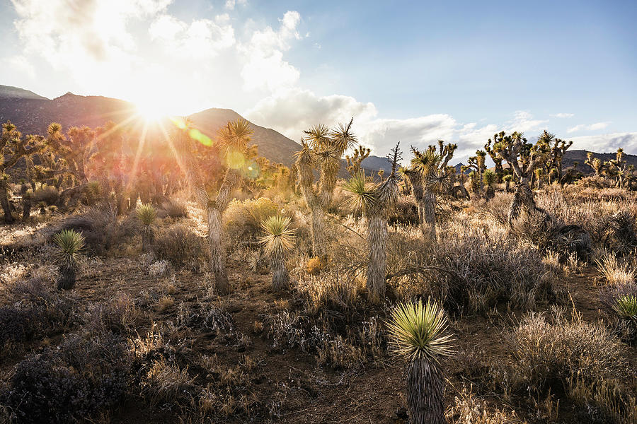 Death Valley National Park Digital Art - Landscape With Sunlit Cacti In Death Valley National Park, California, Usa by Manuel Sulzer