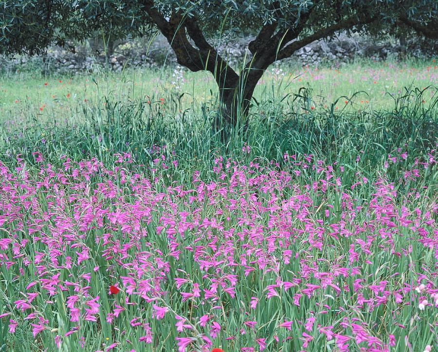 Landscape With Sword Lilies Digital Art by Manfred Mehlig