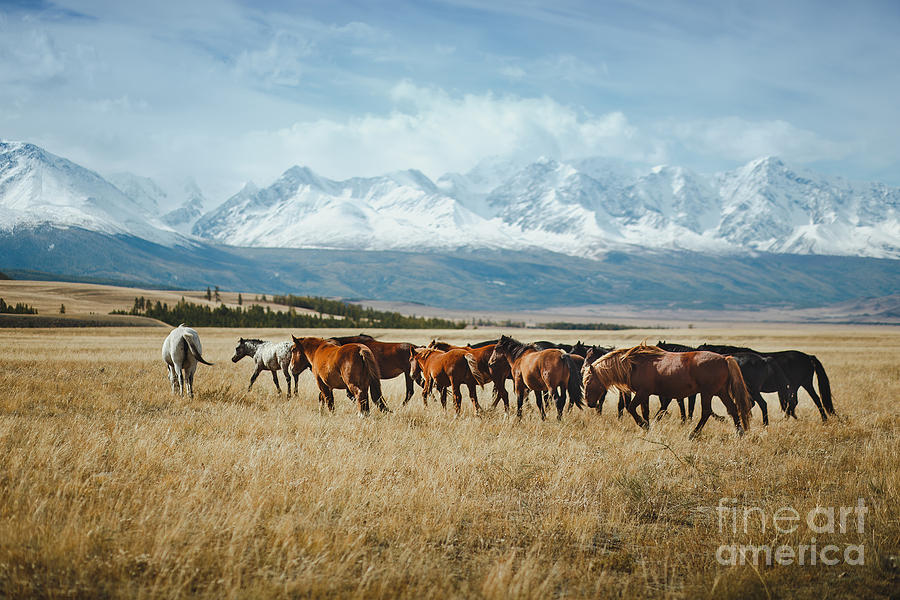 Country Photograph - Landscape With Wild Horses by Mikhaylov Ilya Country Photograph - Landscape With Wild Horses by Mikhaylov Ilya