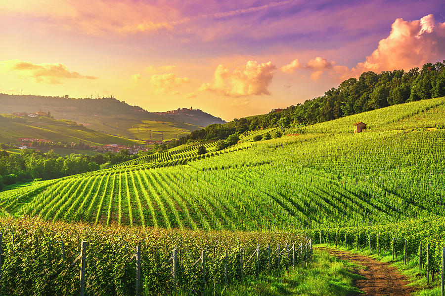 Barolo Vineyards at Sunset Photograph by Stefano Orazzini