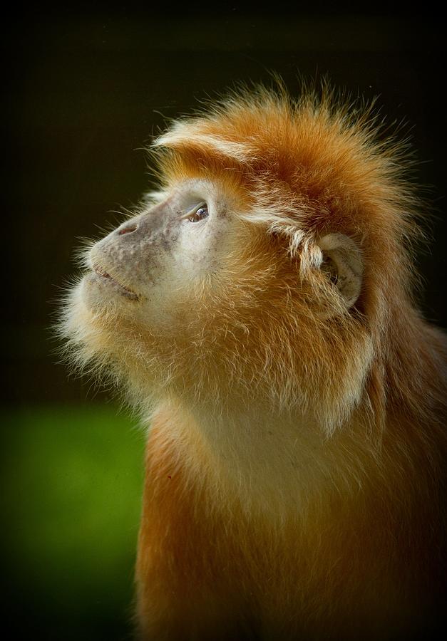Languar Monkey Photograph by Wendy Salisbury Photography