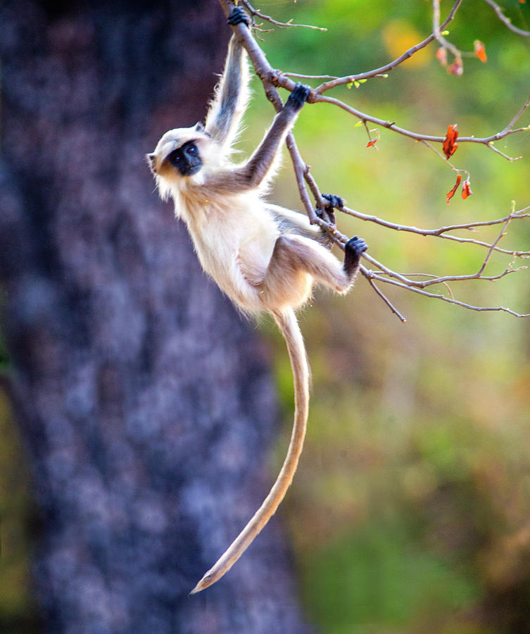 keel hanging monkey