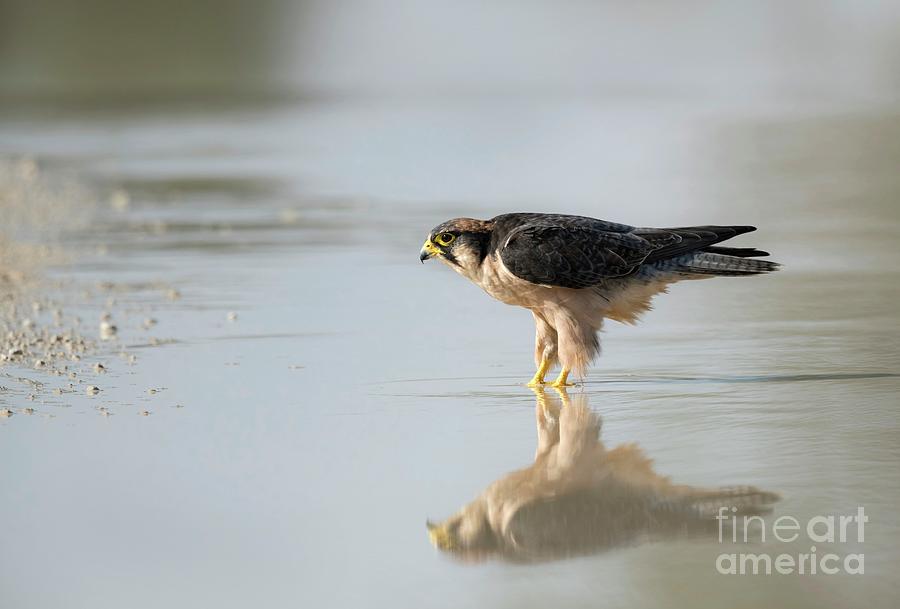 Lanner Falcon In A Pool Of Rainwater Photograph by Tony Camacho/science Photo Library
