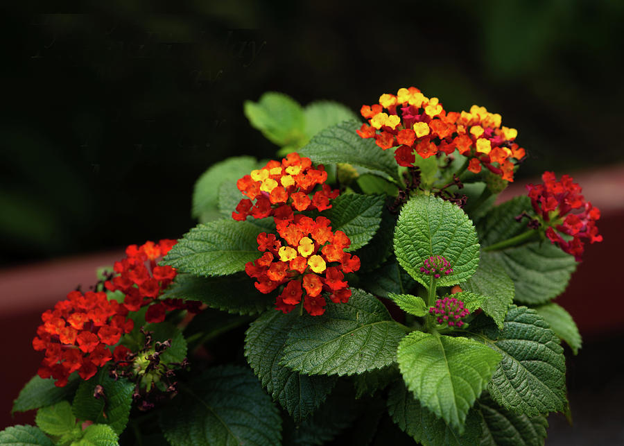 Lantana Photograph by Don Spenner