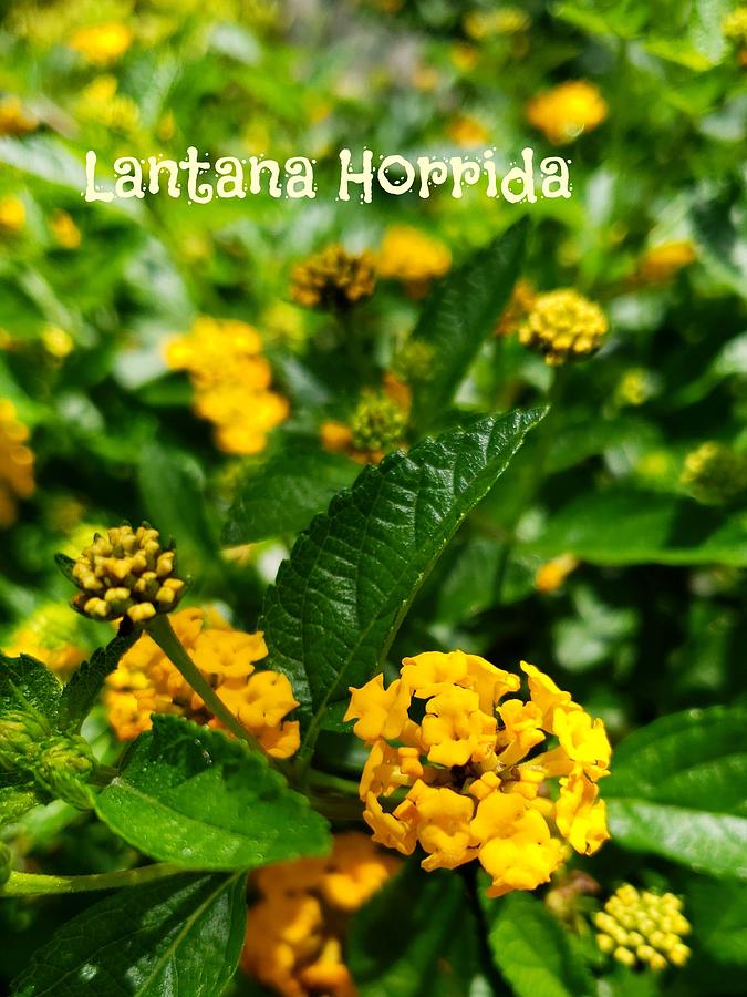 Lantana Horrida Photograph by Lisa Comperry