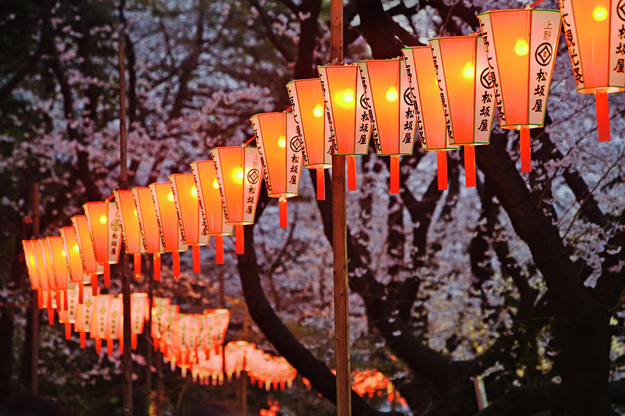 Lanterns And Cherry Blossom Trees Photograph by John W Banagan