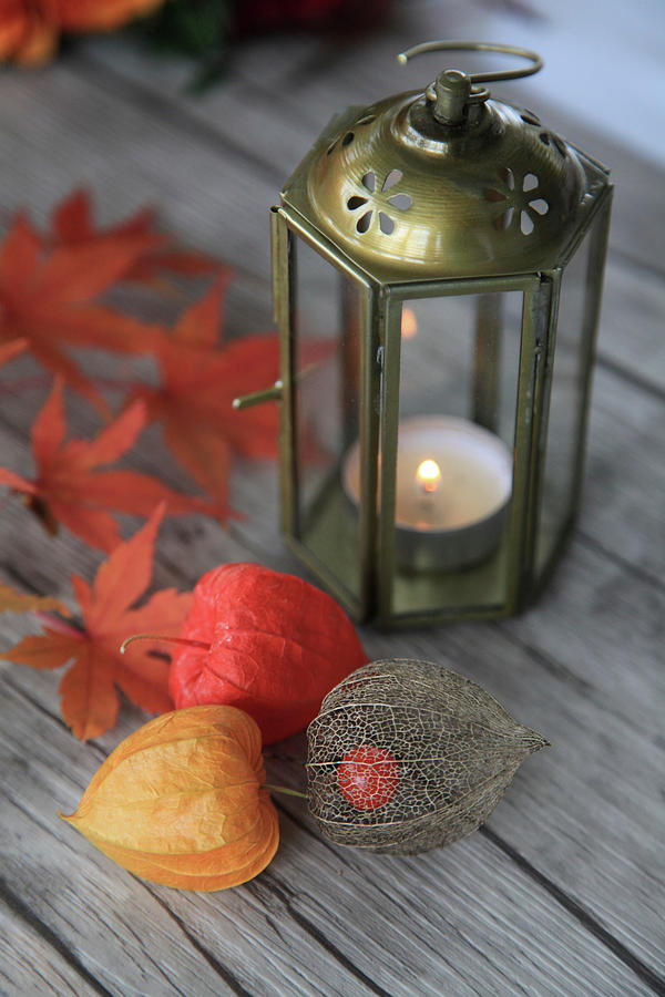 Lanterns, Physalis Pods And Maple Leaves Photograph by Sonja Zelano
