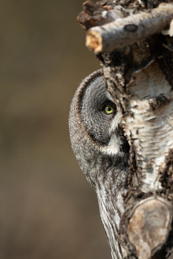 Lapland Owl Plays Hide And Seek Photograph by Aw Ponsen