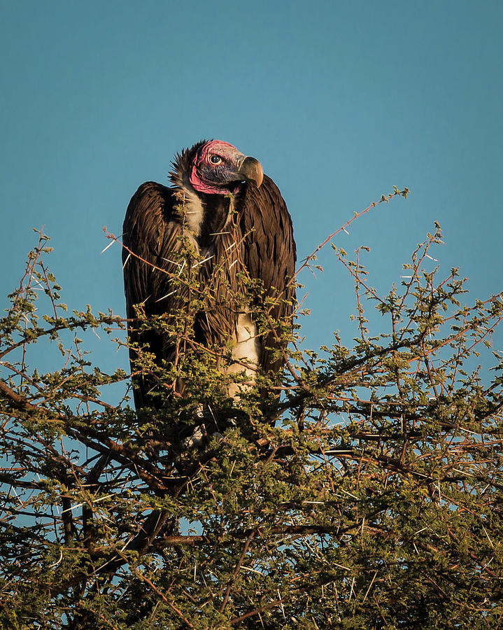 Lappet-faced Vulture 1 Photograph by Claudio Maioli