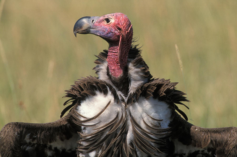Lappet-faced Vulture Photograph by David Hosking