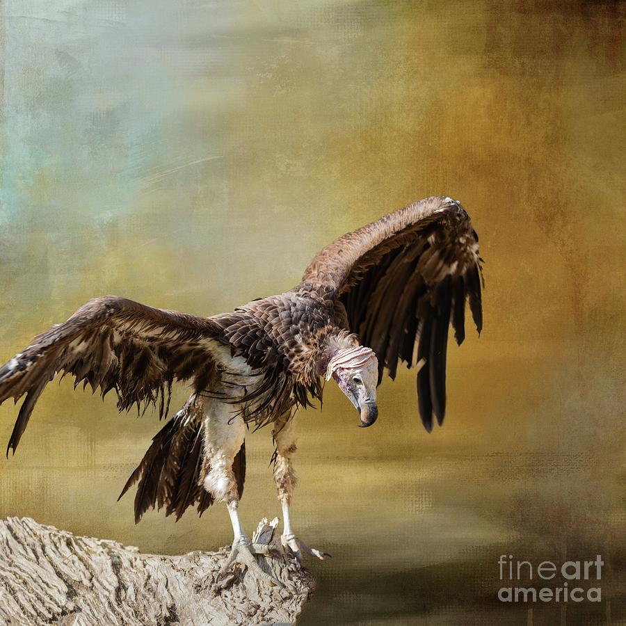 Lappet-Faced Vulture Photograph by Eva Lechner