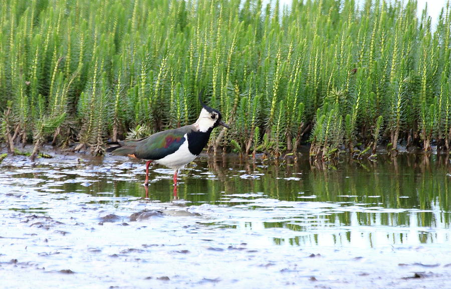 Lapwing in the Lake Photograph by Jeff Townsend