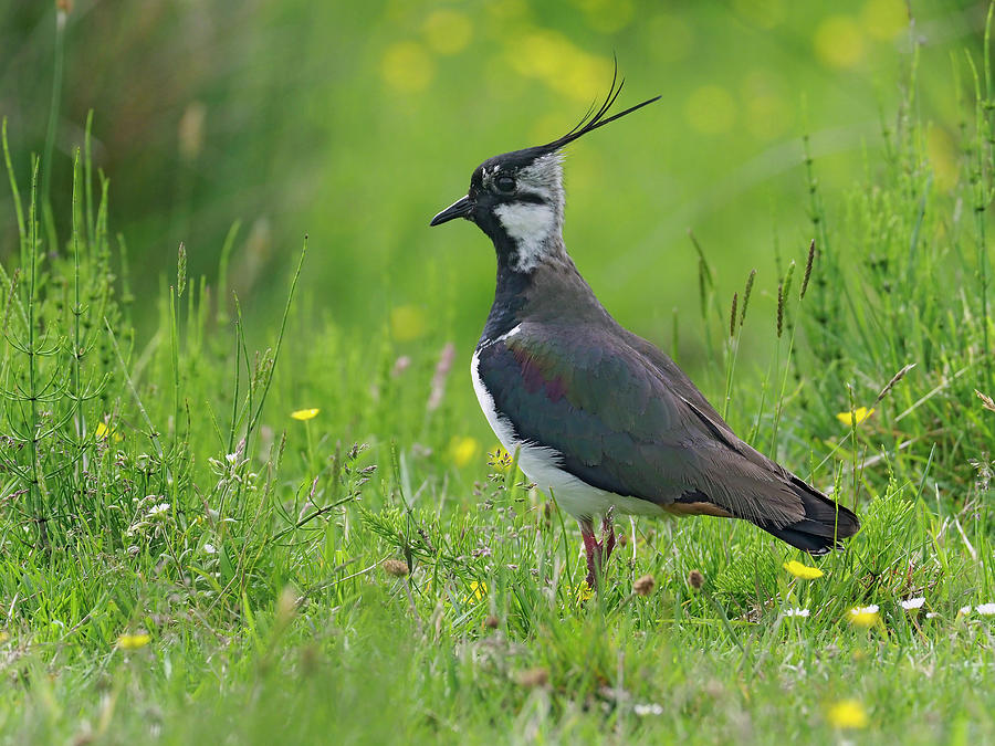 Lapwing In Upland Hay Meadow, Upper Teesdale, England Photograph by ...