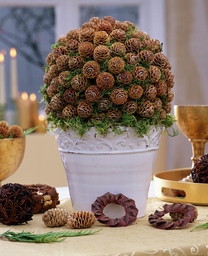 Larch Cones Ball Photograph by Friedrich Strauss
