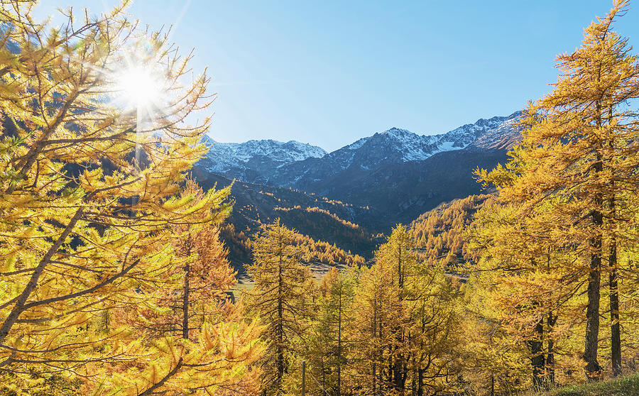 Larch Forest In Swiss Alps, Simply Pass, Valais, Switzerland Digital ...