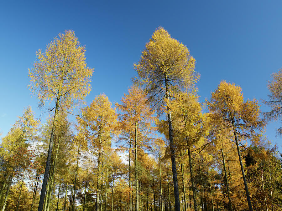 Larch Trees in Fall Color Photograph by Tony Howell | Pixels