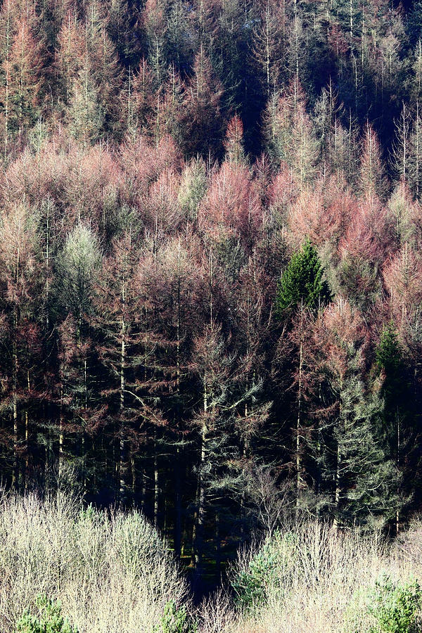 Larch Trees Winter Textures Photograph by James Brunker