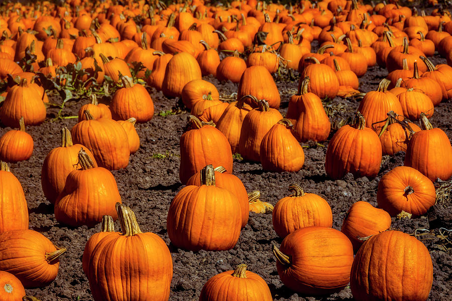 Large Abundance Of Pumpkins Photograph by Garry Gay