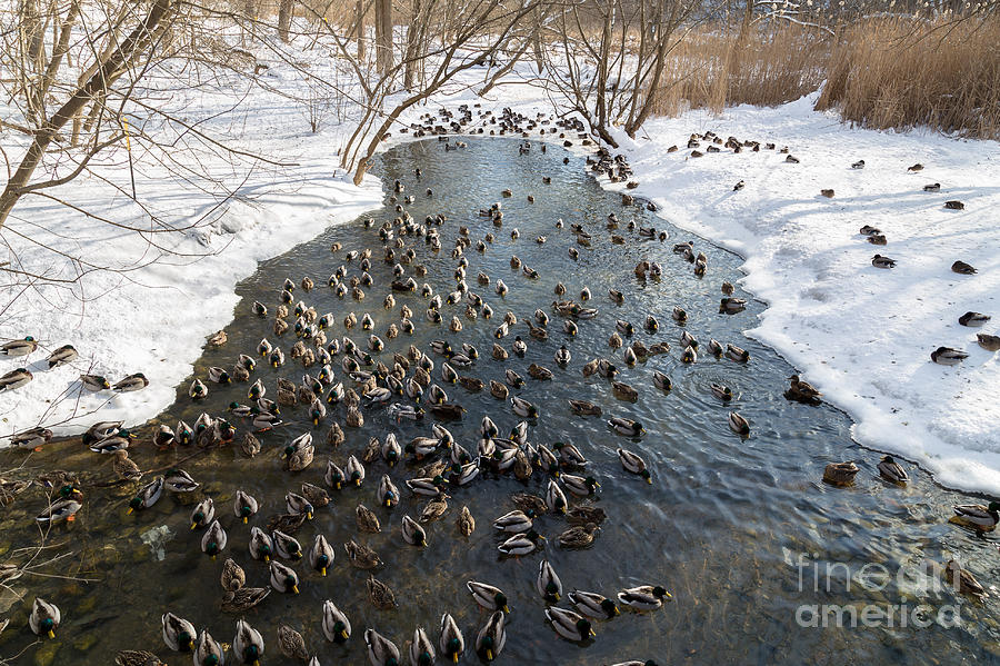 Puddle Photograph - Large Amounts Of Ducks In The Winter In by Mikecphoto Puddle Photograph - Large Amounts Of Ducks In The Winter In by Mikecphoto