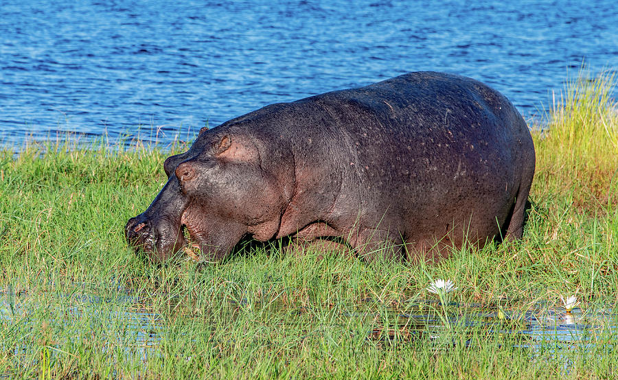 Large and In Charge in Chobe Photograph by Marcy Wielfaert
